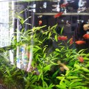 구피 카카오 검색결과