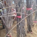 일락농원 이미지