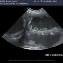 돌봄동물메디컬클리닉 이미지