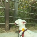 서초힐스동물병원 이미지