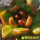 솔레미오 이미지