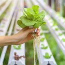 부자농장 이미지