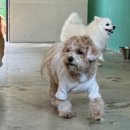 코기절미 이미지