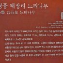 영풍 태장리 느티나무 이미지