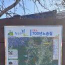 E_마트(67029) | 안드레아의 동계 원주굽이길 2코스 700년노송길 2022-01-27