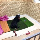 세이브독 이미지