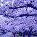 창원대로 이미지