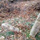 석주권필 유허비 이미지