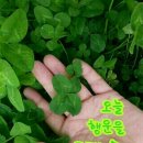 네잎클로버 이미지