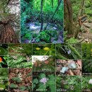 영골숲 Daum카페