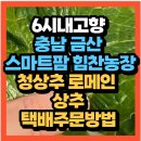 청농장 | KBS 6시 내고향 충남 금산 스마트팜 힘찬농장 청상추 로메인 상추재배맛집 택배주문방법