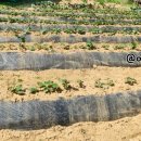 시고르하우스 이미지