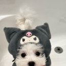 뽀드득 블랑스파 이미지