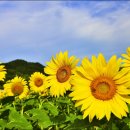 난정리(해바라기정원) 이미지