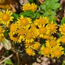 나비환상곡 이미지