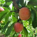 차돌농장 이미지