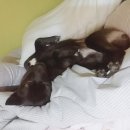 철장커뮤니티 이미지
