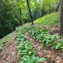 보물농장 이미지