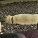 무릉쉼표 이미지