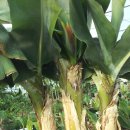 추대농장 이미지