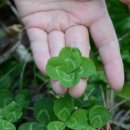 네잎클로버 이미지