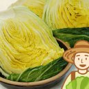 땅끝푸른들 네이버블로그