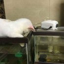 예쁨중DOG 이미지