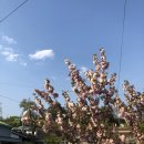 경산 영대 마이카츠 이미지