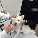 밀양대동물진료센터 | 천안강아지백내장 초기 진단, 24시 천안동물의료센터 안과 진료 후기!