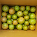 토마토인터넷 이미지