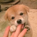 개귀여워 이미지