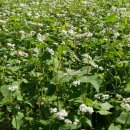 봉평메밀 이미지