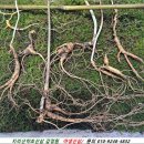 지리산야생삼 이미지