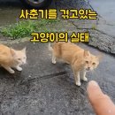 야는 펀치를 날리는 고양이 vs 안 날리는 고양이 이미지