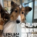 마곡나무 동물병원 이미지