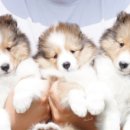 레디에이트(RADIATE) 이미지