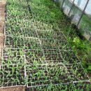 초이농장 이미지