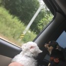 풍산생명의콩길(풍산읍,서후면) | [안동 애견카페 / 안동 애견운동장] 도그락 다녀온 후기