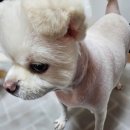 언제나 사랑할개 | 추천] 댕댕이를 너무 사랑하는 원장님의 가위컷전문 애견미용실 풍암동 &#34;언제나 사랑할개&#34; 구루미 미용후기