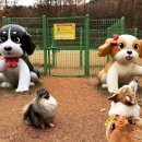 댕댕이숲 이미지