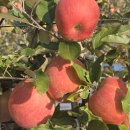 유정농원 이미지