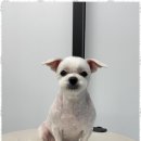 오쿠숑 이미지