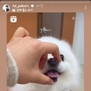 PUPPYSUN/퍼피썬 애견미용실 | 뚠! 나랑 같은거 보는구나!