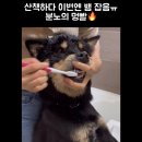 멍빨로 유명한 강아지 대박이 아세요?ㅋㅋㅋㅋㅋ 이번에 또 새 멍빨 올라왔는데 엄청 혼나욬ㅋㅋㅋㅋㅋㅋㅋㅋ 이미지