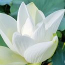 오도일 초상화 네이버블로그
