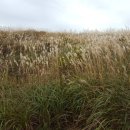 황매산군립공원 이미지