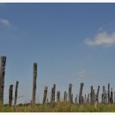 반도흑염소 농장 이미지