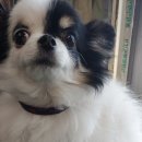 이향애견살롱 이미지