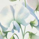 스위트피(Sweet Pea)