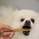 밀투펫 이미지